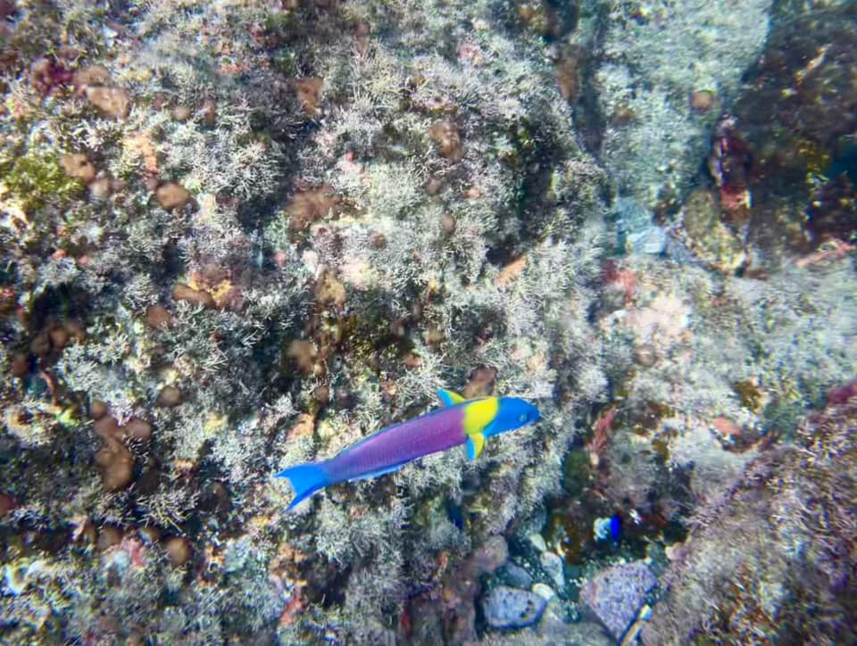 Snorkeling Guanacaste