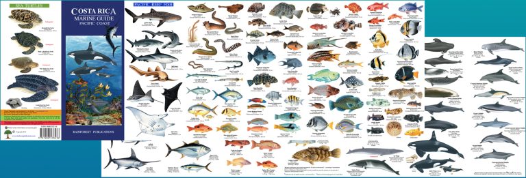 Fish species Guanacaste