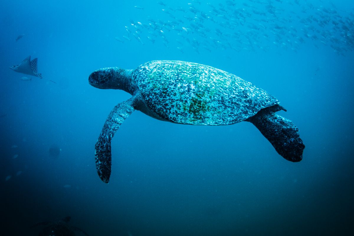Snorkeling tours