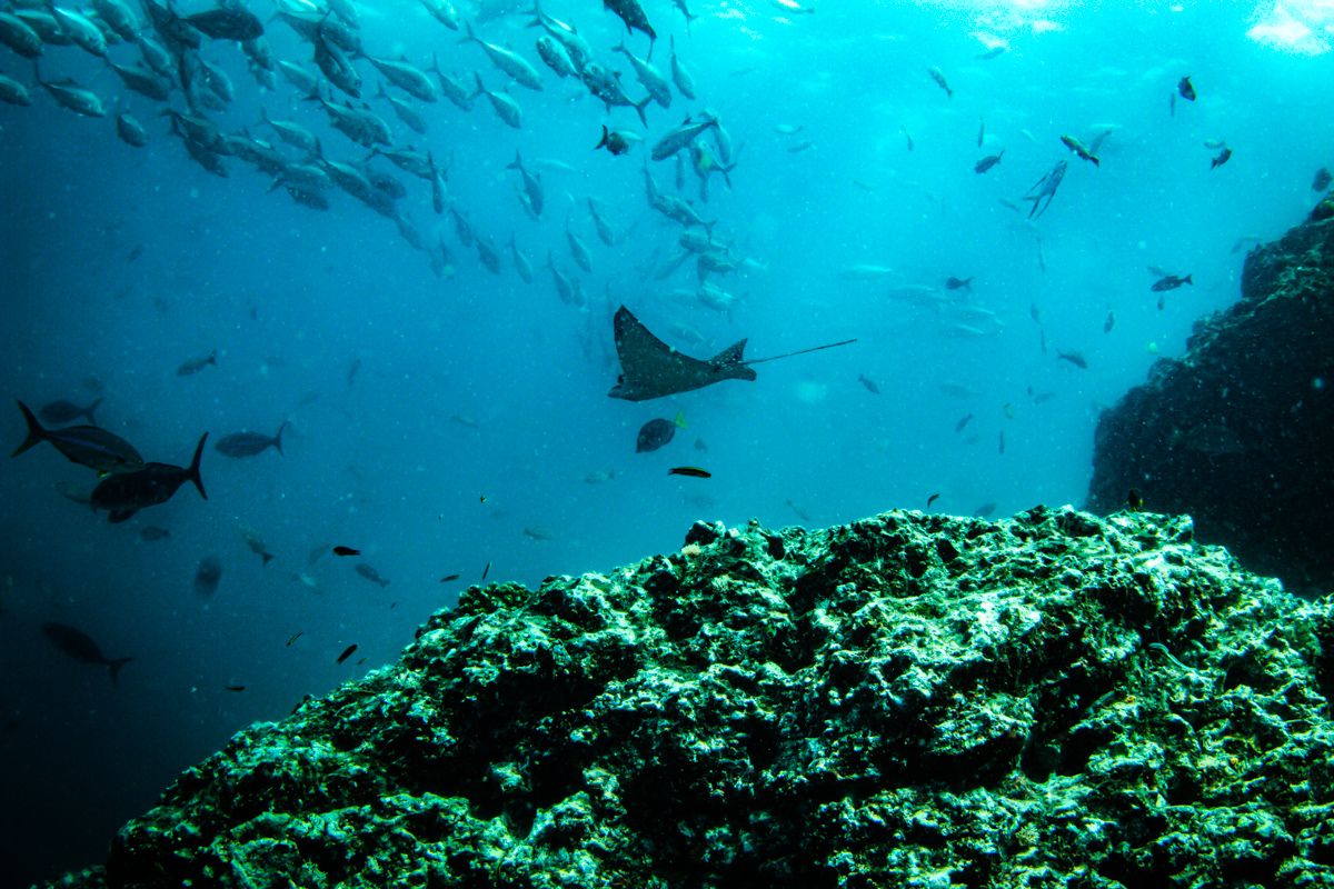 Snorkeling from Conchal