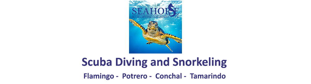 Seahorse Private Snorkeling and Boat Tours