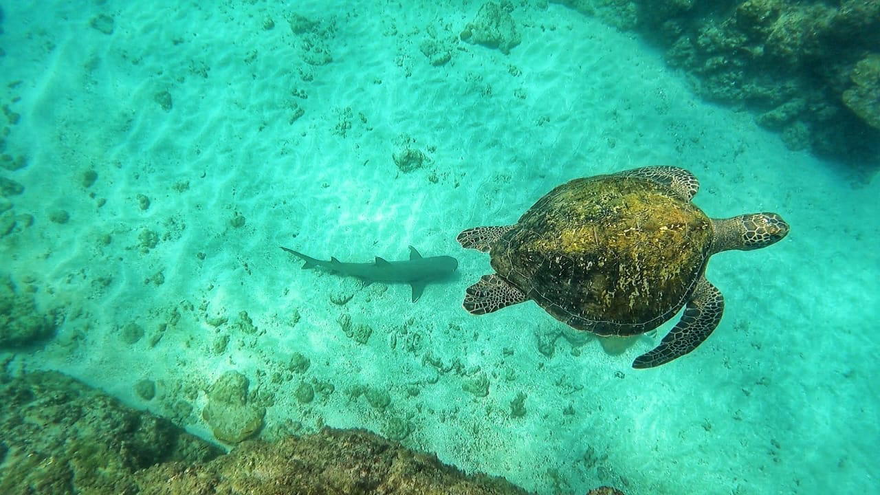 Riu Snorkeling