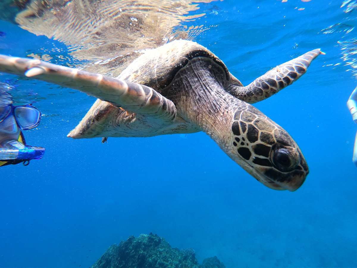 Snorkeling and Sailing Guanacaste