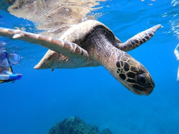 Snorkeling Guanacaste